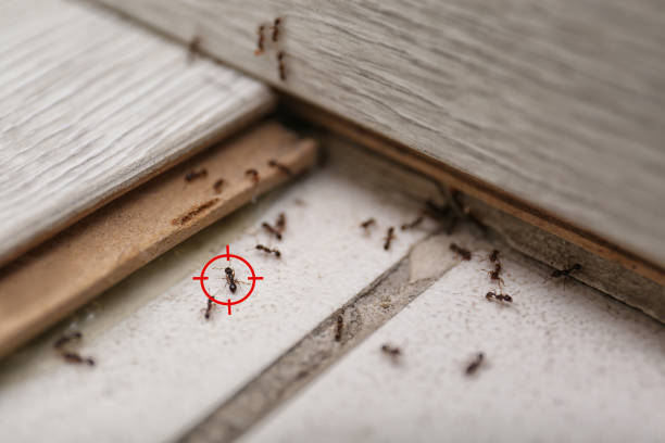 Best Insect Control  in Mount Dora, FL