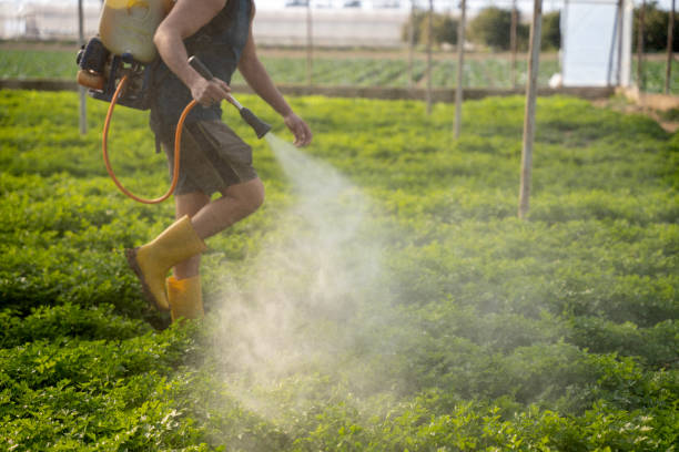 Best Affordable Pest Control Services  in Mount Dora, FL
