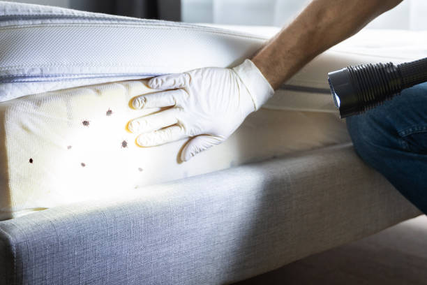 Best Flea Control Services  in Mount Dora, FL