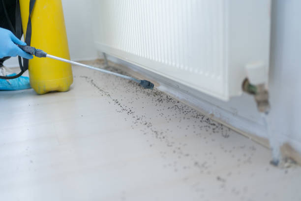Best Ant Control Services  in Mount Dora, FL